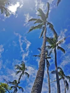 Photo of the Day: Coconut Palms